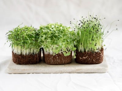 Trendy microgreens offer flavor you can grow at home