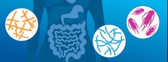 Gut bacteria hold clues to heart health