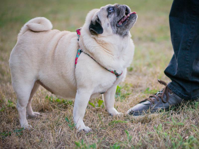 Too many pets are packing on too many pounds