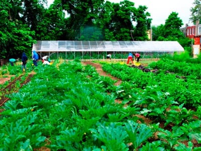 Farms flourish and nourish in Philadelphia neighborhood