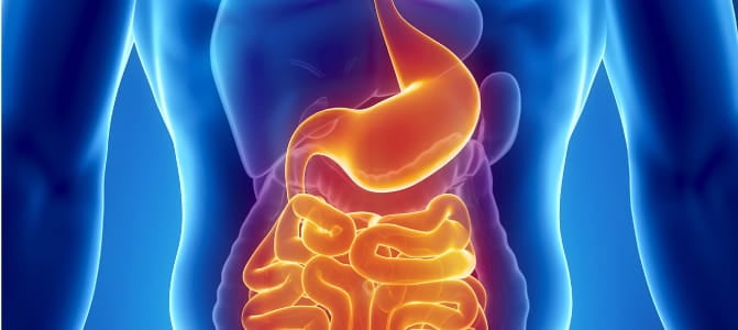 Gut bacteria may impact body weight, fat and good cholesterol levels