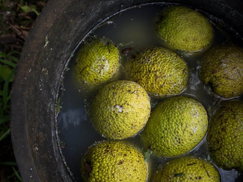 Revered by Hawaiians, 'ulu provides a lifetime of nourishment