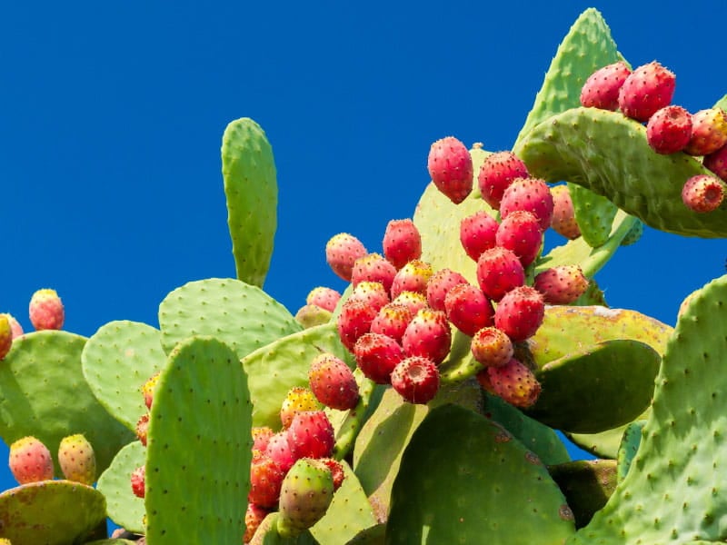 Get past its spines and reap health benefits from the prickly pear cactus