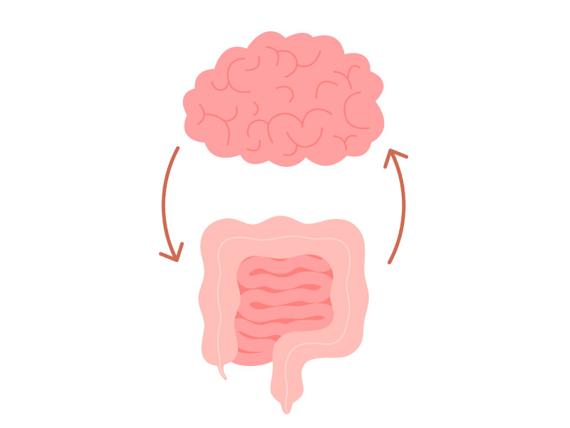 Clues to brain health may lie in the gut