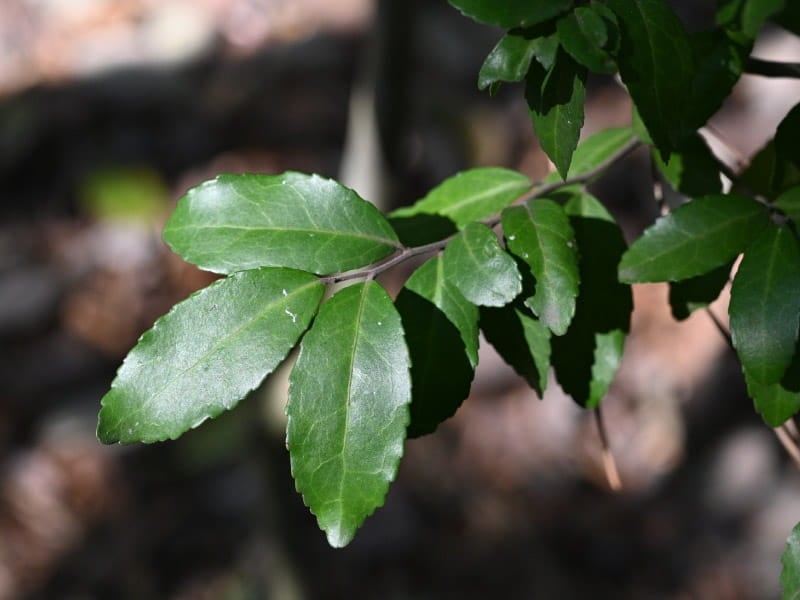Annoying bush or healthy tea? Yaupon can be both.