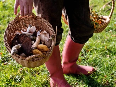 Foraging for food connects you to nature – but do your homework before you eat