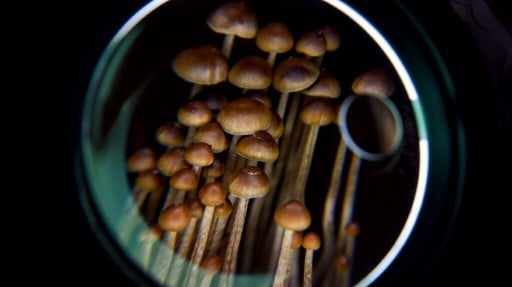 Depression and cancer: How psilocybin from mushrooms can help