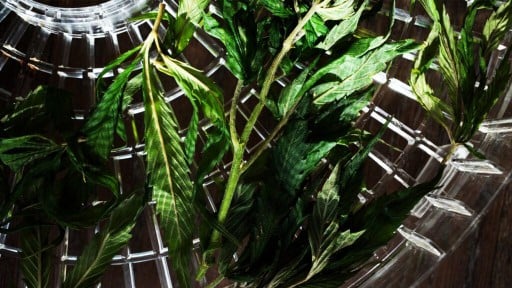 Epilepsy: CBD may help improve seizures, cognition
