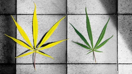 Cannabis use may increase asthma risk, study finds