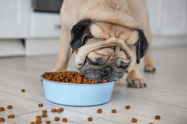 Choosing Dog Food and Managing Fleas: A Guide for Pet Owners