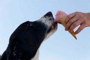 10 Crucial Insights: Understanding Your Dog&amp;#039;s Drinking Patterns