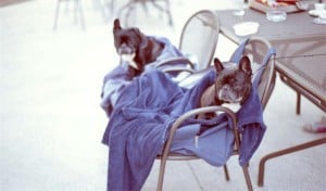 10 Key Steps to Ensure Your Pet&amp;#039;s Safety During a Fire