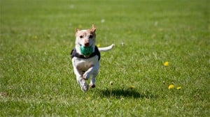 5 Key Steps to Handle Your Dog&amp;#039;s Loose Tooth: An Ultimate Guide