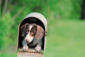 6 Steps Guide: How to Check Your Dog&amp;#039;s Body Temperature Safely At Home