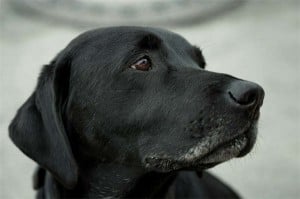 The Ultimate Guide: Understanding Your Dog&amp;#039;s Vital Signs