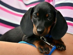 Understanding the 4 Key Aspects of Your Pet&amp;#039;s Rabies Vaccine