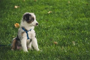 10 Clear Indicators to Decipher Your Dog&amp;#039;s Body Language Like an Expert
