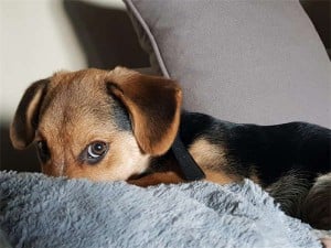 8 Key Points: Unlock the Secrets of Petting Your Dog
