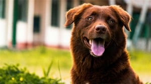 Decoding the 5 Aspects Behind Your Dog&amp;#039;s Love for Belly Rubs