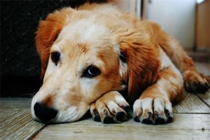 Unlocking the Mystery: 4 Key Perspectives on Your Dog&amp;#039;s Submissive Behavior