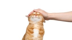 Can Cats Laugh and Smile?