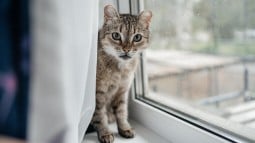 Giving Up a Cat for Adoption: Advice for Struggling Owners