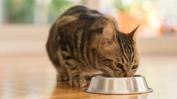 How Long Can Cats Go Without Food and When To Be Concerned