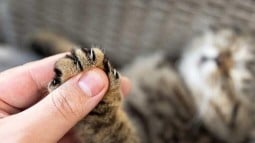 How to Trim Cat Nails: Our Stress-Free Guide