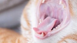 How Many Teeth Do Cats Have? Revealed!