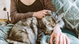 Cat Miscarriage: Causes, Symptoms, and Treatment