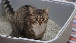 Blood in Cat Urine: Causes &amp;amp; Other Symptoms to Look Out For