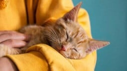 Cat Asthma: What It Is, Symptoms &amp;amp; Treatment