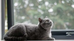 Heart Murmur in Cats: What It Is, Symptoms &amp;amp; Treatment