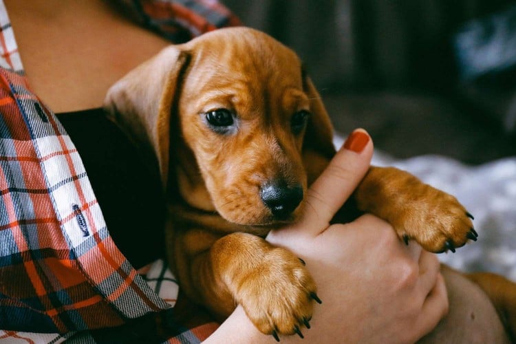 14 Tips for First-Time Dog Owners