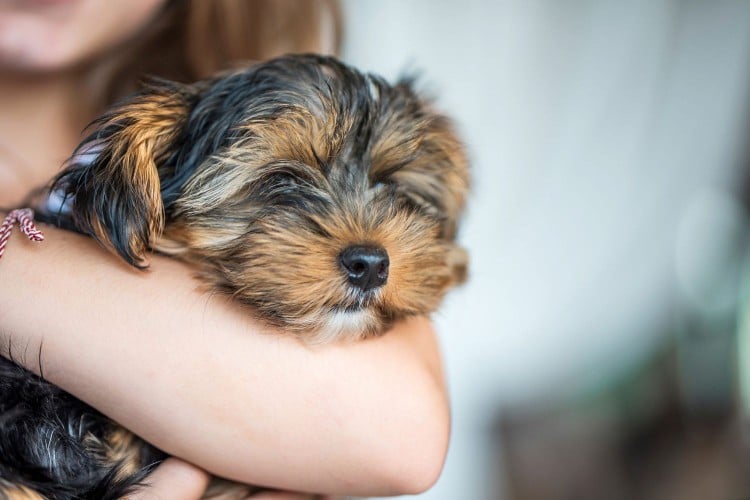 Everything You&amp;#39;ll Need When Bringing Home a New Puppy