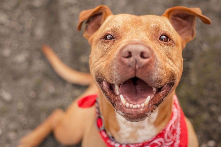 What It Means to Be a No-Kill Animal Shelter