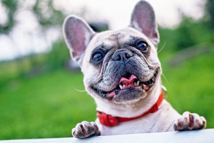 How to Safely Rehome a Dog