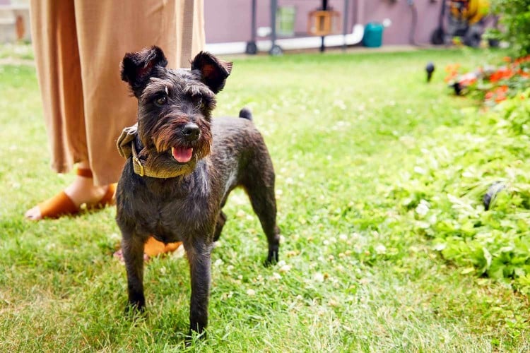 8 Signs You&amp;#39;re Not Ready for a Dog