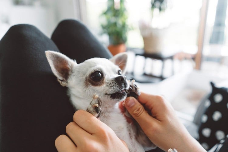 Have Teacup Dogs Caught Your Eye? Here&amp;#39;s What a Veterinarian Wants You to Know About Them