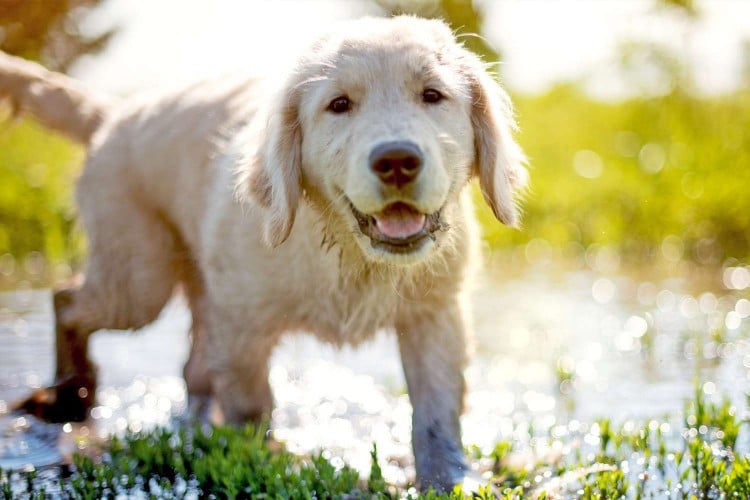 Adolescent Dogs Act Similarly to Teenage Humans, Study Suggests