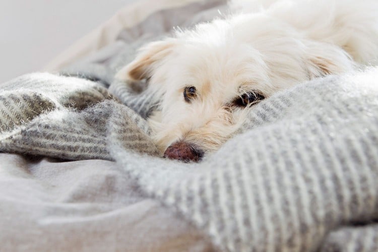 Dog Nesting: Is Your Dog&amp;#39;s Bedtime Habit Nutty or Normal?