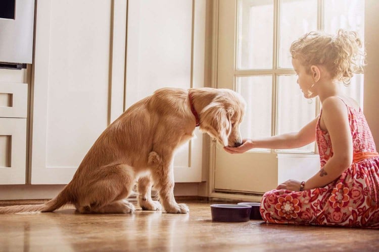 Is Your Dog Not Eating? Here&amp;#39;s What To Do To Get Their Appetite Back