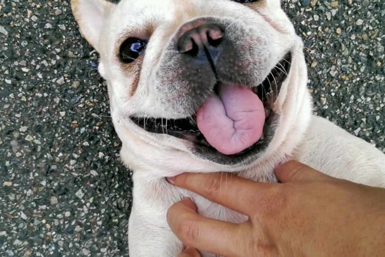 Are Dogs Ticklish&mdash;and Should You Tickle Them? Here&amp;#39;s What a Behavior Expert Recommends