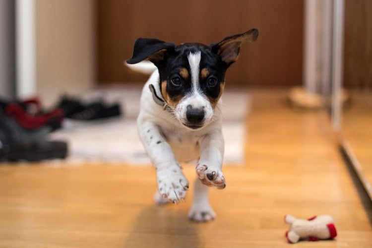 The Inside Scoop on Weird Dog Behaviors: Zoomies, Reverse Sneezes, and Butt Scooching
