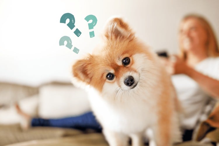What Do Dogs Remember? Since We Can&amp;#39;t Ask Them, Our Canine Experts Have Some Theories