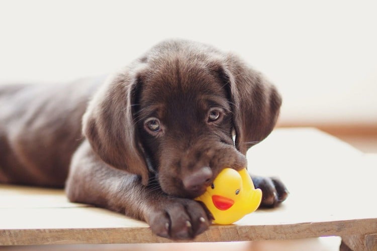 Why Do Dogs Like Squeaky Toys? An Animal Behaviorist Explains What Your Pup Is Hoping to Achieve