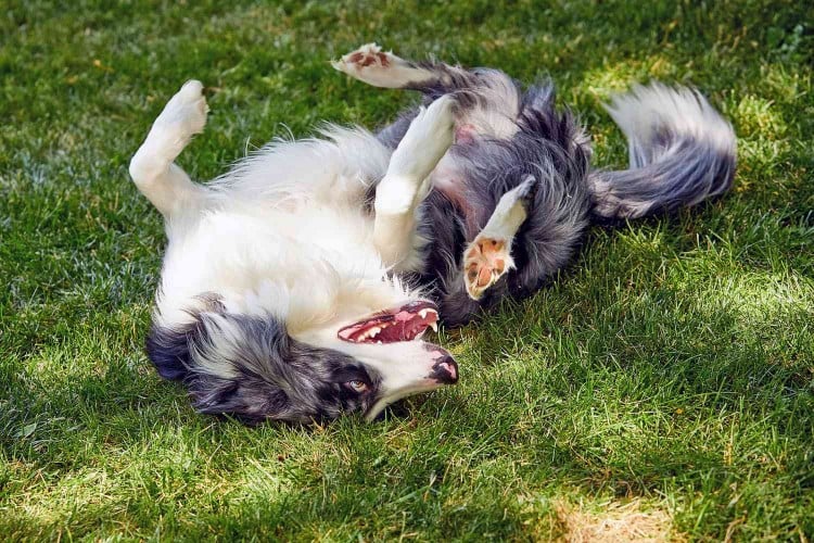 Why Do Dogs Roll in the Grass?