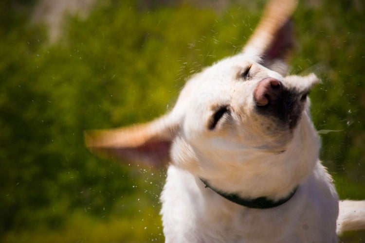 4 Reasons Why Dogs Shake Their Heads (And When to Call a Vet)