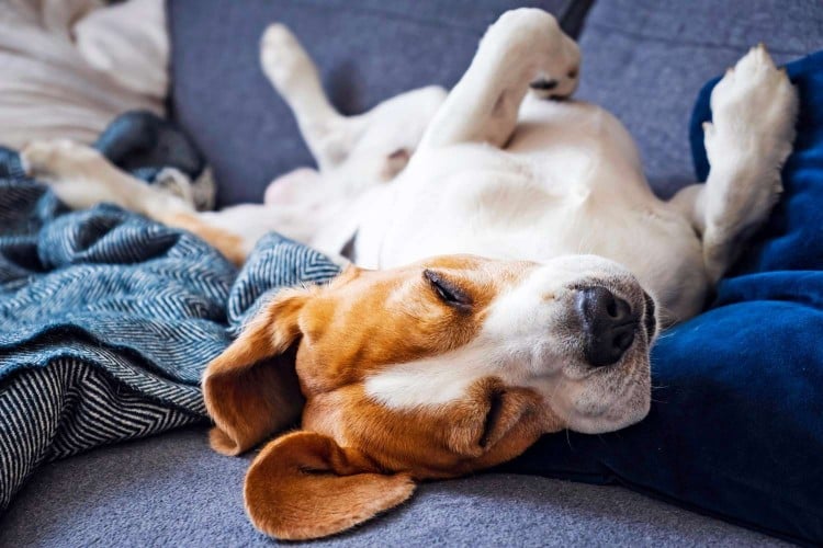 Why Do Dogs Sleep on Their Backs? Here Are a Few Reasons