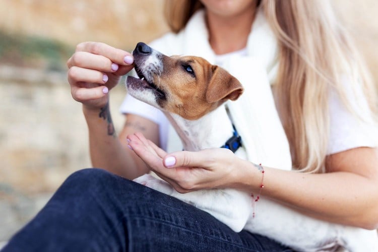 Why Does My Dog Want to Be Hand Fed? Here&amp;#39;s What Vets Think Might Be Happening